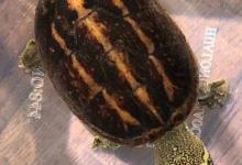 夜晚还在逗龟，你知道会有什么影响吗？