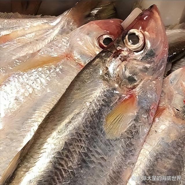 勒鱼:勒鱼一般是指鳓鱼,别称火鳓鱼,鲙鱼,白鳞鱼