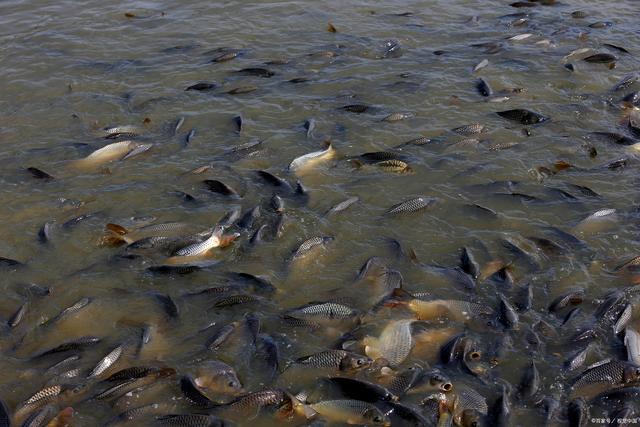 美味可口,快速生长,适应力强,罗非鱼养殖技术和饲养管理