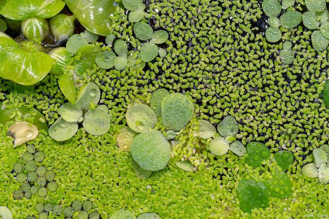 圆心萍有什么作用_水族鱼缸_爱钓鱼