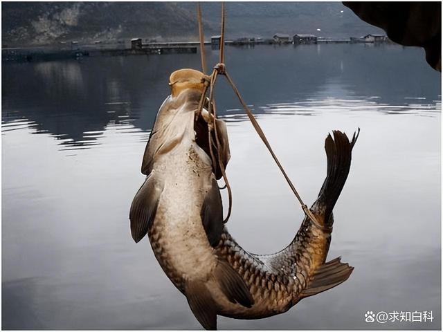 弓鱼术的神奇之处,鱼离开水也能生存多久?研究令人惊叹_鱼类百科_爱钓鱼