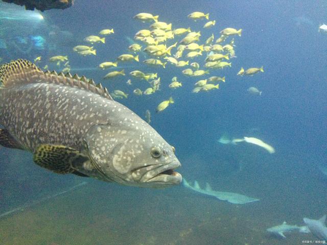 龙趸石斑鱼养殖,为你提供科学指导_养殖技术_爱钓鱼