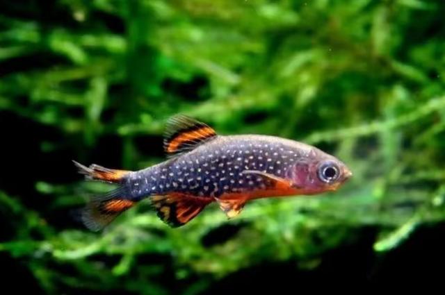 带有点点焰火星光的小型鱼——火翅金钻_观赏鱼_爱钓鱼