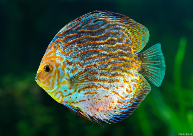 七彩天使鱼繁殖秘籍,水族爱好者必备!_观赏鱼_爱钓鱼