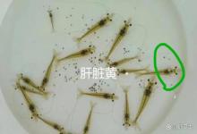 对虾转肝期注意什么？虾转肝期是怎么回事？您知道吗？