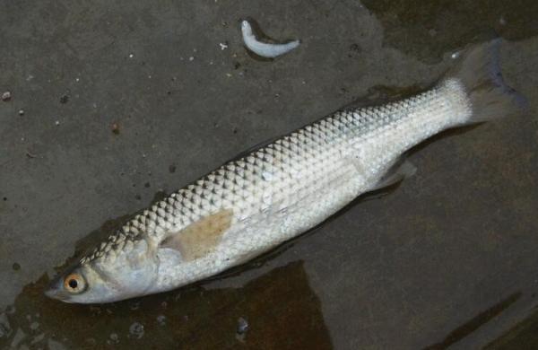 淡水梭鱼的最佳钓法,简单有效,一学就会_钓鱼知识_爱钓鱼