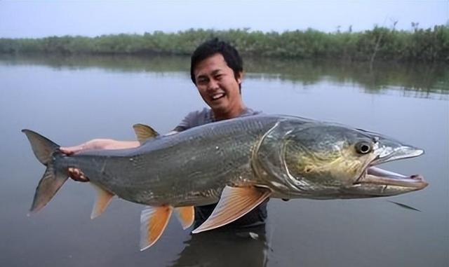 长江巨型鱤鱼暴食,禁渔十年为患?_鱼类百科_爱钓鱼