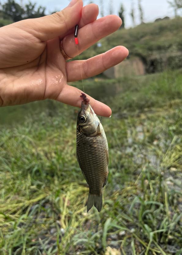 矶钓燕鱼钓多深图片