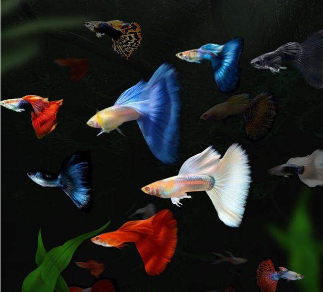 孔雀鱼的饲养方法与注意事项