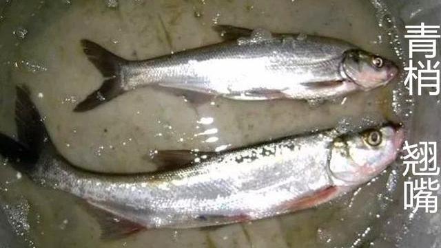 青梢和翘嘴的区别:翘嘴不驼背,驼背是青梢_钓鱼知识_爱钓鱼