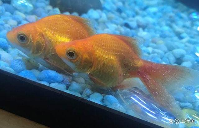 鱼趴缸的原因及解决方法,鱼趴在鱼缸底下不爱动是怎么回事_水族鱼缸