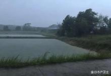 连续阴雨天虾塘怎么肥水？阴雨天肥水效果好吗，建议收藏