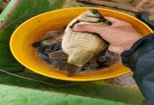 这种小虫子会帮你找鲫鱼窝，很好分辨，找到绝不走空