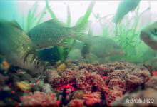 鲫鱼在白天和夜晚有不同的进食习性，掌握后可以大大提高钓获几率