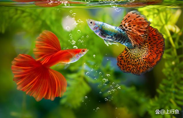 十种最漂亮的小型热带鱼_水族鱼缸_爱钓鱼