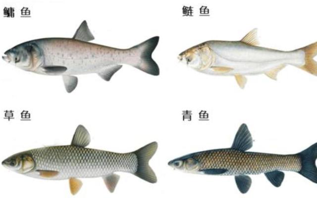 我国"四大家鱼"是指哪四种鱼?多数人只知道两种,你吃过几种?