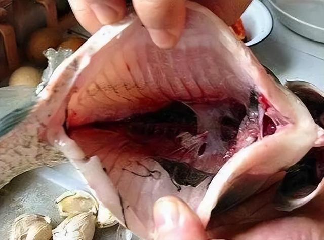 鱼类百科_爱钓鱼