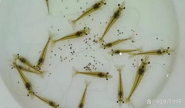 转肝期对虾注意什么?养虾人必看