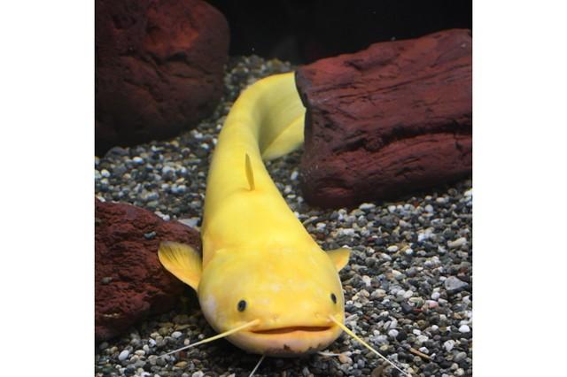 鲶鱼是什么鱼?有什么特性?