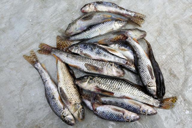 国内"知名度"很高,让钓鱼人很是头疼的10种小杂鱼,你知道几种_钓鱼