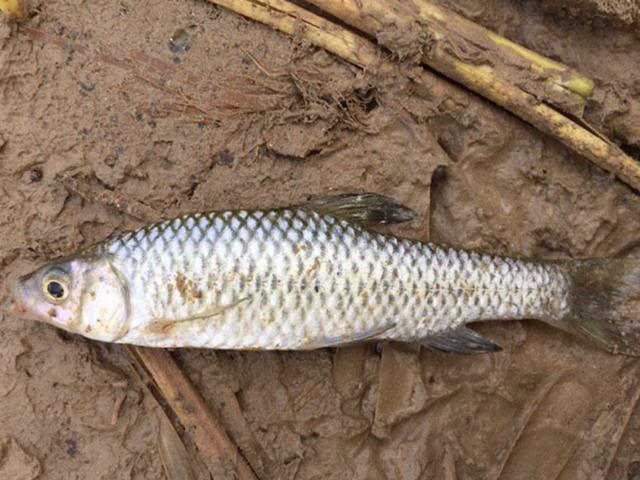 用了1个半小时,钓起几十斤"大鱼",上岸之后让人哭笑不得_钓鱼知识_爱