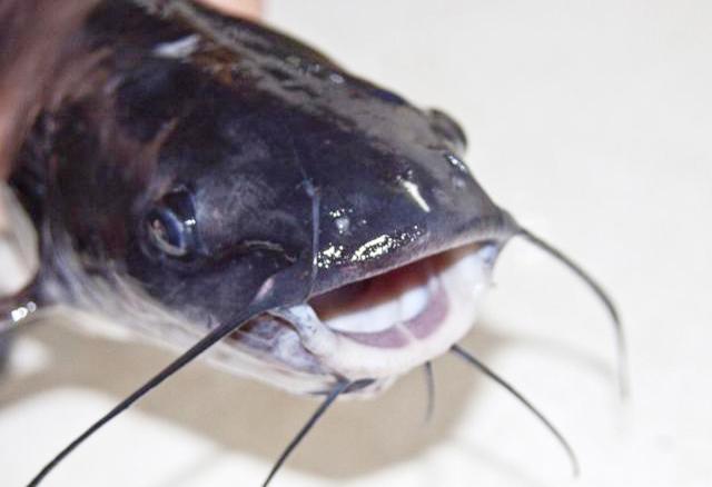 胡子鱼在广东已泛滥成灾,卖价不如白菜,白给都没人要