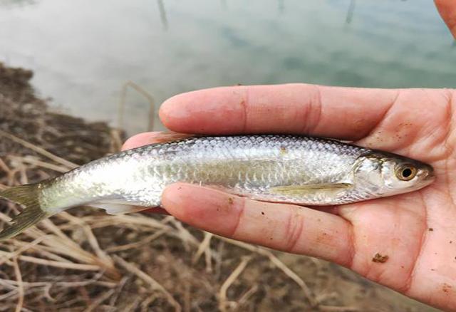 国内"知名度"很高,让钓鱼人很是头疼的10种小杂鱼,你知道几种_钓鱼