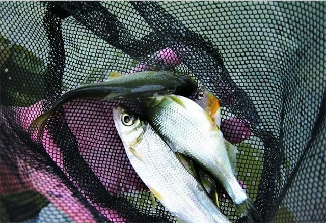 国内"知名度"很高,让钓鱼人很是头疼的10种小杂鱼,你知道几种_钓鱼