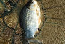 这条鱼不在水里，在浅水处各种耍！钓友：后悔没拿抄网