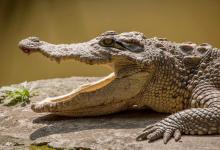 无知的鳄鱼，敢咬水中“高压线”，一分钟丢掉了性命
