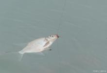 天元邓刚浮钓鲢鳙如何辨真伪？