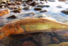 冰钓小技巧：如何在冰钓中钓花杈鱼，这花杈鱼又是什么鱼？