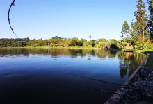 乌龟鳄鱼一起晒太阳，钓友：有爱的一幕