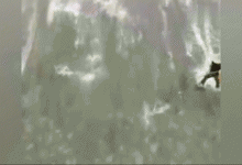 水库泄洪，几十斤的大鱼被冲出，百名钓友下河捡鱼