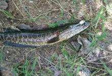 美国15年耗费8亿，治理“蟒蛇鱼”依然“成灾”，为何国内没泛滥