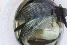 一顿饭换来的饵料配方，比老三样还好用，今天分享给钓友