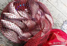 实战经验：黑坑钓鲤鱼饵料选择与垂钓技巧