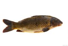 四大家鱼怎么没有鲤鱼和鲫鱼