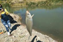 一盒华子换来的窝料配方，适合大水面使用
