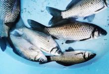 这些问题会影响渔获，不想钓不到鱼，推荐钓友看一看