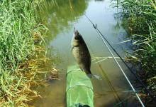 鱼星四起，鱼却不咬钩，着急解决不了问题，搞懂诱因方能化解