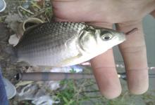 30分钟就能做出窝料来，10斤料成本20块，运用得当聚鱼不发愁