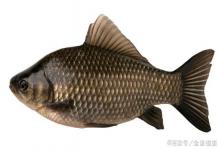 野战蓝鲫这样用，渔获轻松翻一番