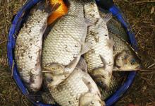 元宵节过后，钓这几种鱼，用这些方法，渔获15斤起步