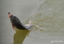 老渔翁讲述：钓鱼遇到的那些“奇遇”事