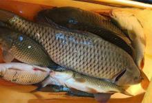 吃完肉的骨头不要扔，跟这几种物料混合，能“换”很多鱼