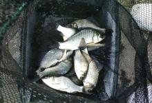 好消息，好消息！“电鱼”将被严厉打击，钓友再也不愁没鱼钓了