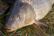 老钓友分享冬钓草鱼技巧