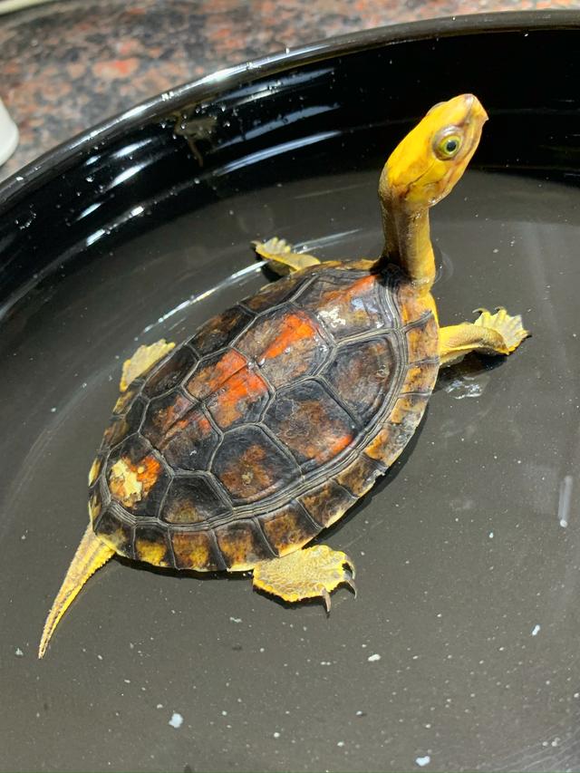 金头闭壳龟简介,你认识这种宠物龟吗?_宠物龟_爱钓鱼