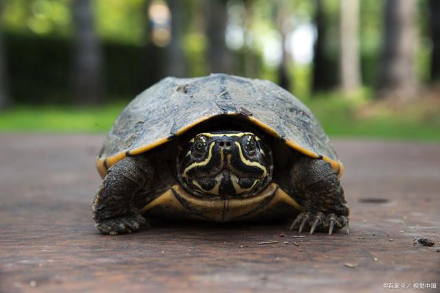 金钱龟为何很多人不养?